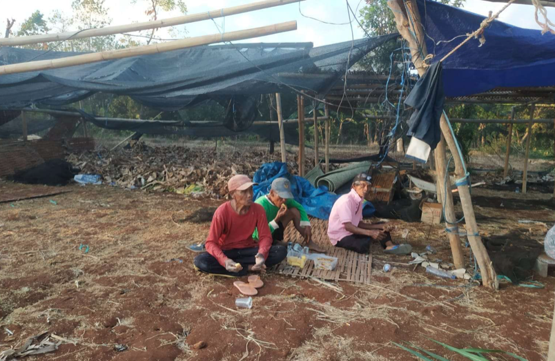 Petani tembakau di Sampang saat memasuki masa panen raya