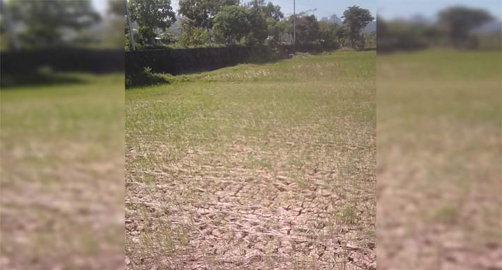Area persawahan di Desa Sirnoboyo yang gersang lantaran minim pengairan.