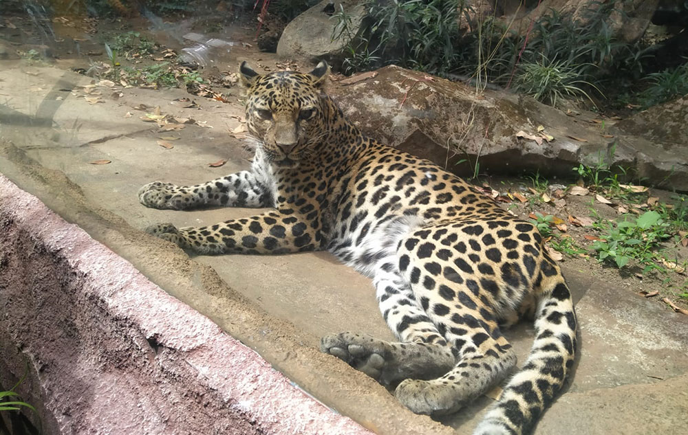 Macan tutul, salah satu satwa di Batu Secret Zoo saat bersantai di siang hari.