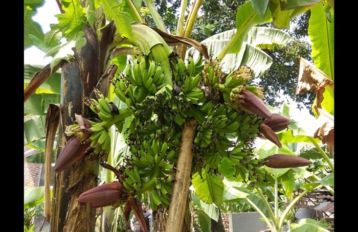Pohon pisang yang berbuah enam jantung sekaligus.