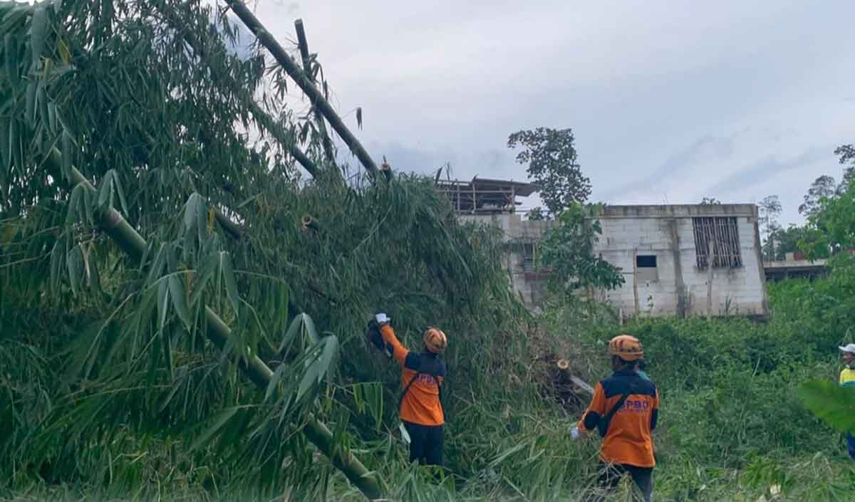 Petugas dari BPBD Kota Batu saat merapikan bambu yang ambruk akibat angin kencang.
