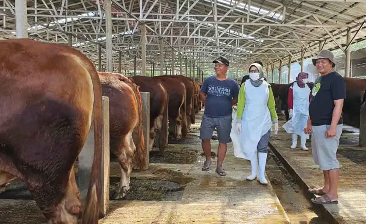 Hingga November 2024, Stok Daging Sapi di Kabupaten Kediri Surplus 2.736,7 Ton