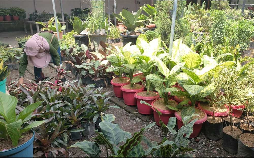 Seorang pelanggan stan bunga Mbak Yah saat memilih bunga yang akan dibeli. Foto: MUJI HARJITA/ BANGSAONLINE
