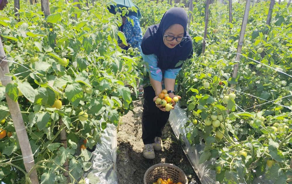 Tanaman tomat yang menggunakan pupuk agensi hayati. Foto: Ist. 