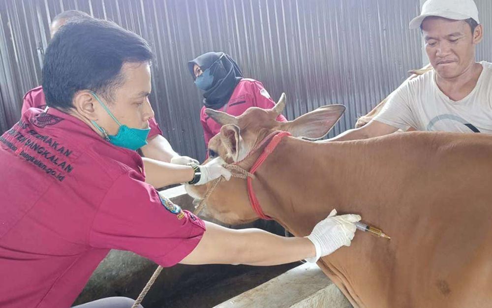Petugas Disnak Bangkalan saat melakukan pemeriksaan hewan ternak. 