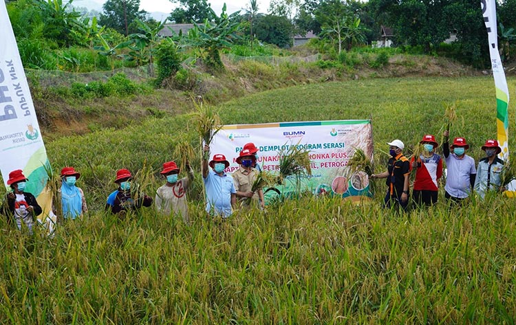 Petani di Kalsel Panen Raya Padi dengan Pupuk NPK Phonska Plus Petrokima Gresik