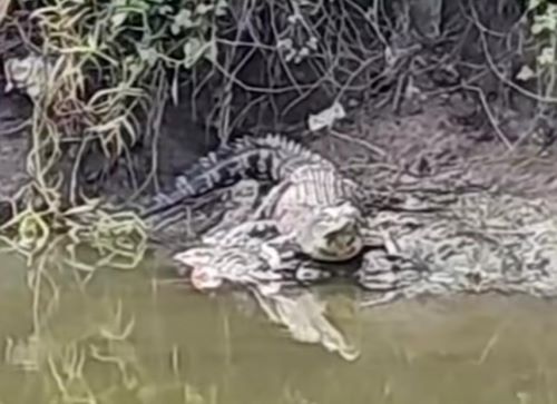 Tangkap layar video warga yang memperlihatkan seekor buaya di Wonorejo Timur