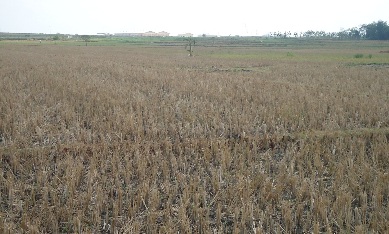 KEKERINGAN. Persawahan di sekitar ladang migas Banyu Urip Blok Cepu tampak mengering memasuki musim kemarau ini. Foto: Eky Nurhadi/BANGSAONLINE