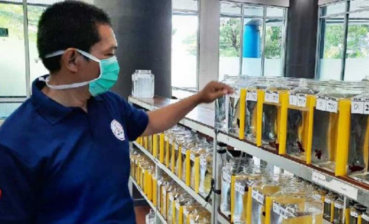 Budi Daya Ikan Betta di Kediri Tak Terpengaruh Pandemi