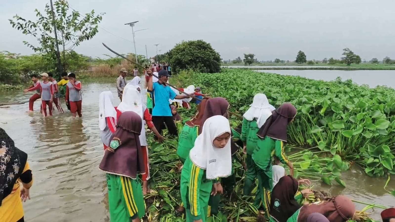 Para siswa saat membersihkan jalan yang terendam banjir dan tertutup enceng gondok