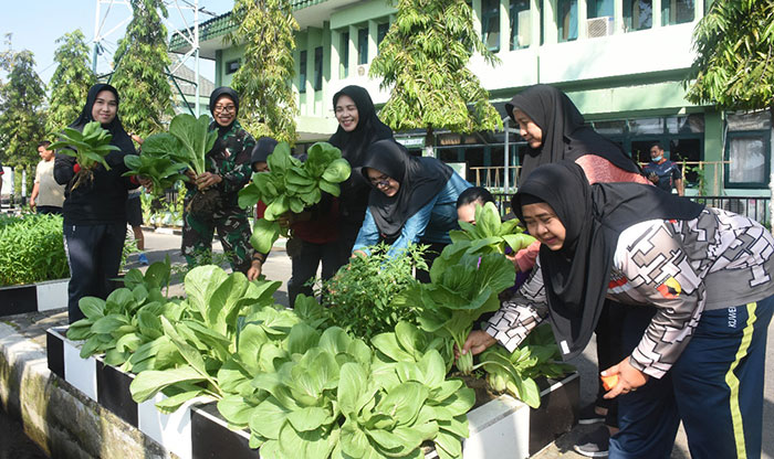 Prajurit dan PNS Korem 084/BJ Panen Sayuran Hasil Budi Daya Akuaponik dan Organik