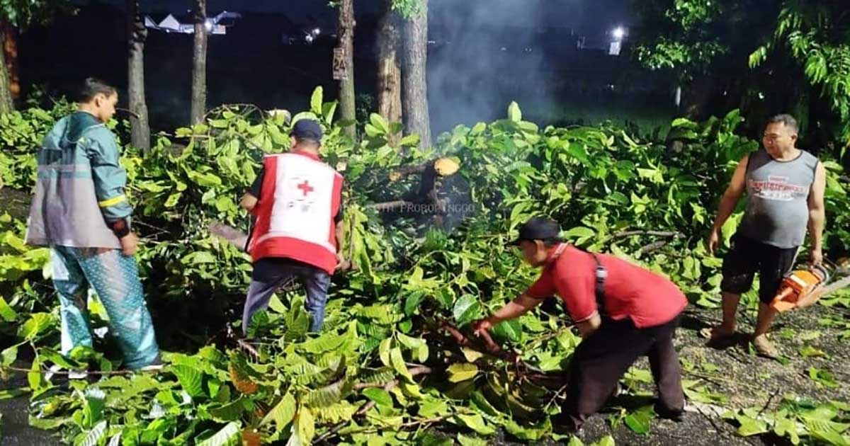 Relawan PMI Kota Probolinggo saat membantu warga terdampak pohon tumbang.