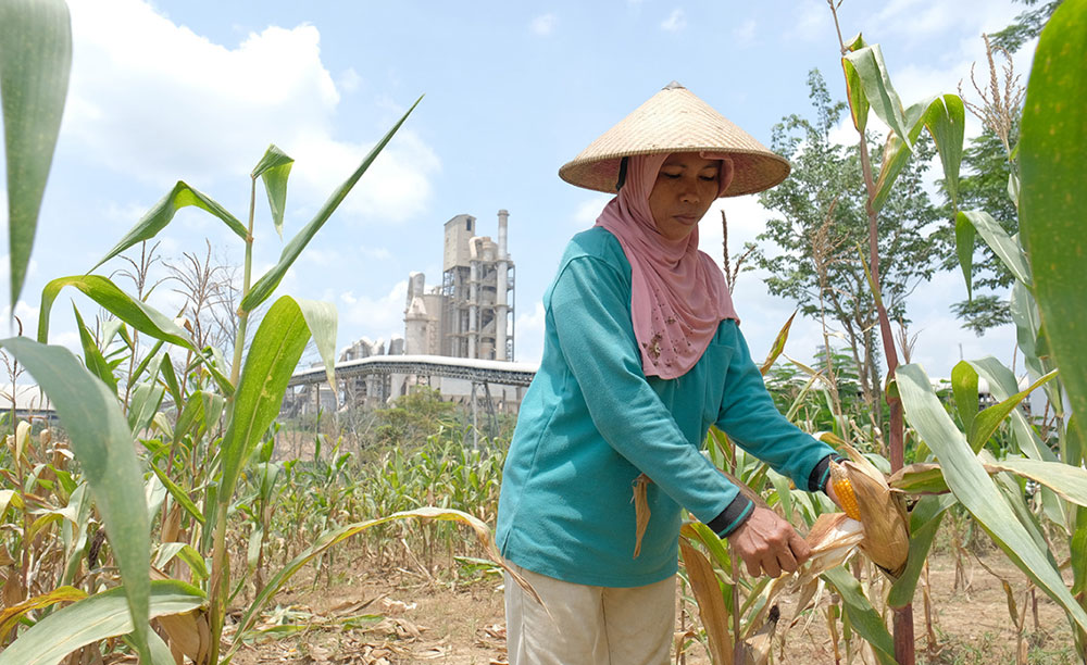 Petani sanggem melakukan panen tanaman jagung di lahan Semen Gresik. foto: ist.