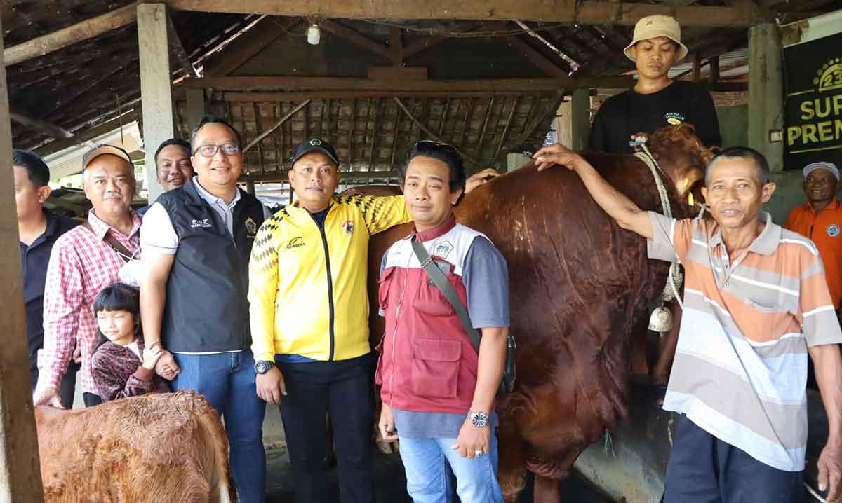 Wakil Bupati Gresik bersama Kepala Dinas Pertanian yang rangkap jabatan sebagai Plt Kepala Dinas Perikanan dan Kelautan, serta anggota Fraksi Gerindra DPRD Gresik, Muchamad Zaifudin, saat melihat sapi kurban yang dibeli Presiden Prabowo. Foto: Ist