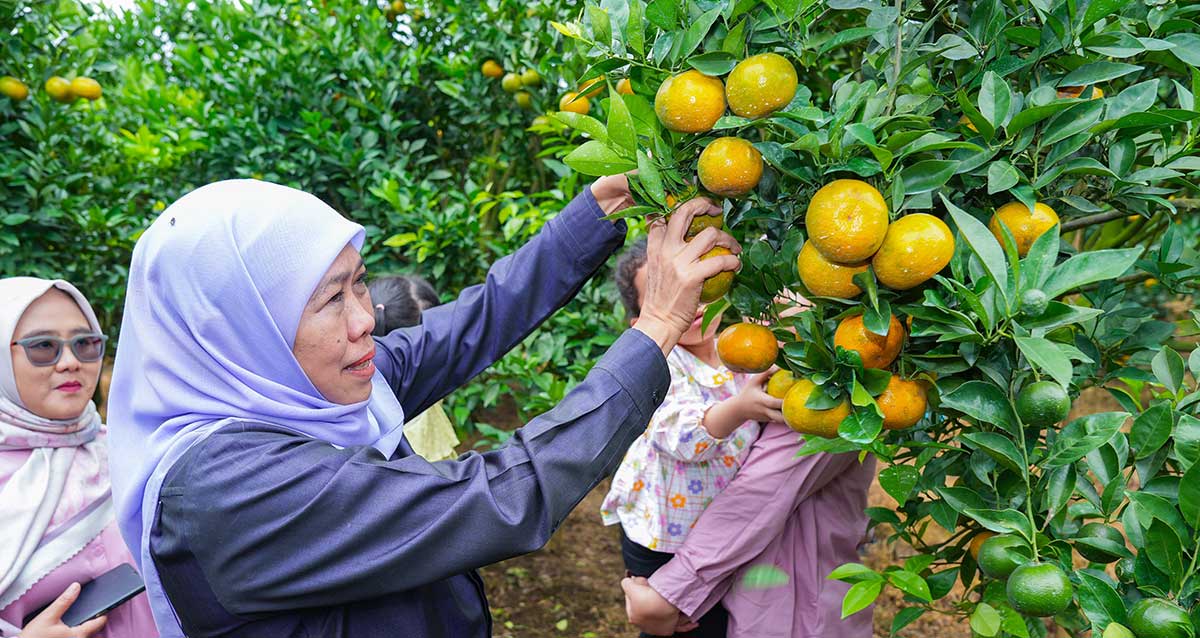 Gubernur Khofifah saat mengunjungi sentra jeruk siam di Desa Kayu Kebek, Kecamatan Tutur, Kabupaten Pasuruan.