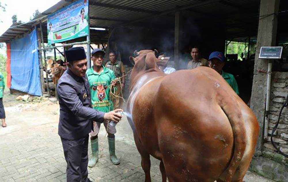 Tahun ini Pemkab Pamekasan Tak Salurkan Hewan Kurban, Imbas Efisiensi Anggaran