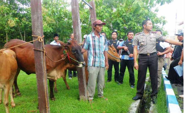 Barang bukti sapi curian yang diamankan polisi.