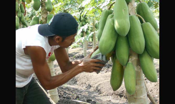 Sugiono sedang memanen pepaya miliknya.