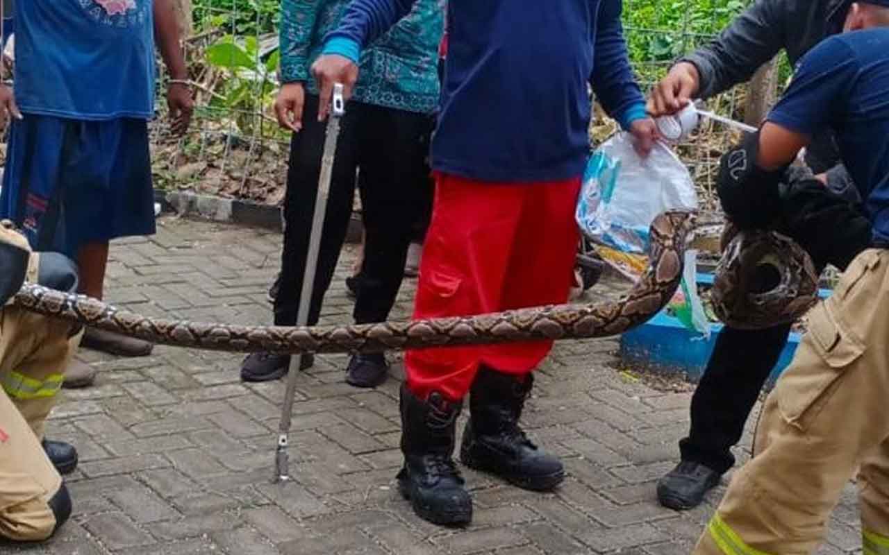 Ular piton dievakuasi tim rescue damkar Surabaya. Foto: ist.
