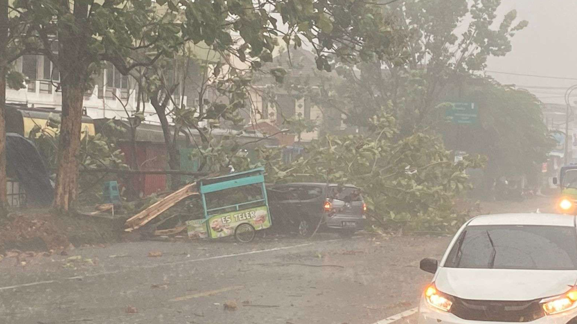 Sejumlah pohon yang tubang akibat hujan lebat di Pakisaji Malang (dok. RRI)