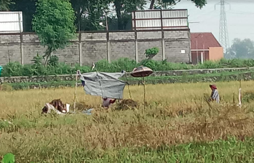Suami-istri petani di Pasuruan yang terpaksa memanen padi dengan cara manual karena kesulitan alat