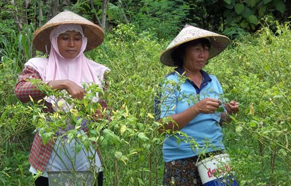 Petani cabai di Nganjuk panen dini untuk menghindari dampak lebih buruk akibat serangan hama pathek. foto: intan/ BANGSAONLINE