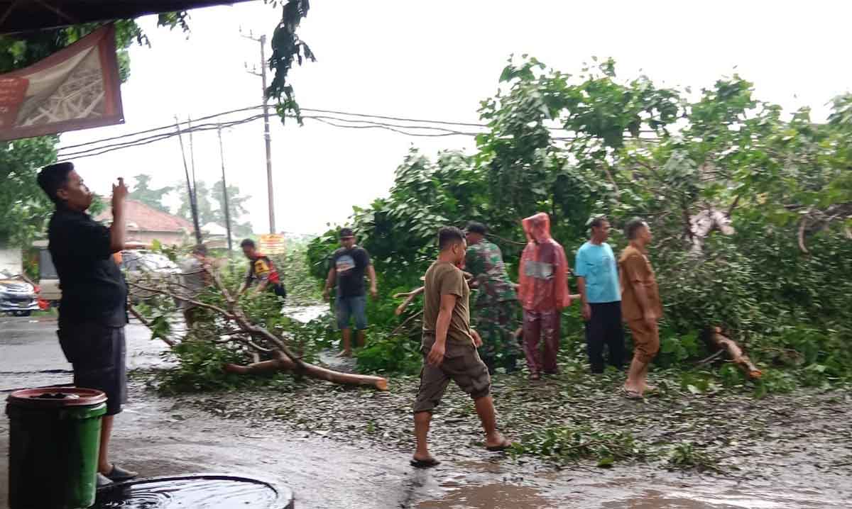 Warga dan petugas saat mengevakuasi pohon yang tumbang di Jalan Raya Jabaran, Balongbendo, Sidoarjo. 