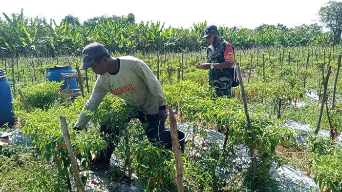 Babinsa Koramil 0817/13 Ujungpangkah, Sertu Yahya melaksanakan Komunikasi Sosial (Komsos) dengan petani cabai di Desa Kebunagung, Senin (13/6/2022).