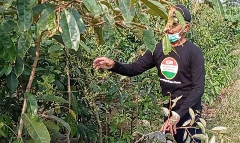 Rosulin menunjukkan bibit buah hasil silangannya.