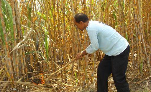 Warga berusaha memadamkan kebakaran lahan tebu sebelum meluas. 