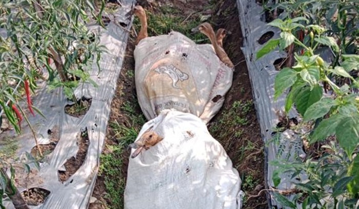 Pelaku pencurian bebek meninggalkan 20 ekor bebek yang telah dimasukkan ke dalam karung glangsing di tengah sawah yang jaraknya sekitar 200 meter dari kandang.