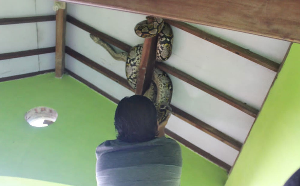 Proses evakuasi ular sanca kembang di rumah Sumino.