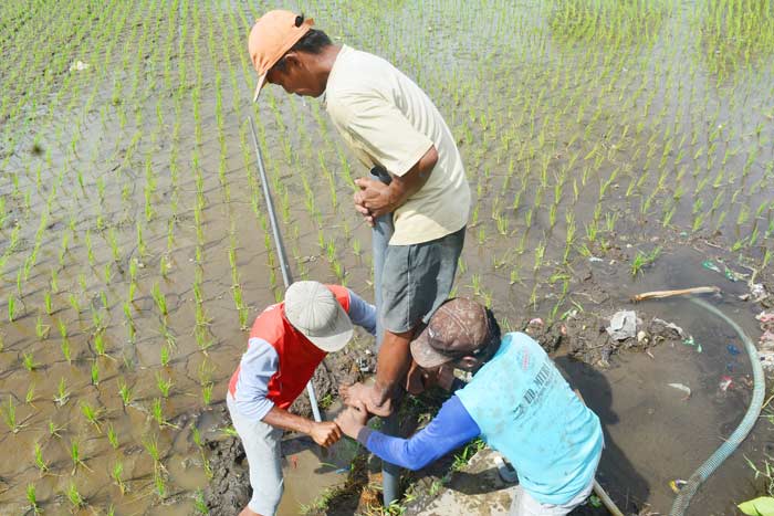 Petani di Lumajang menggali sumur dadakan di sekitar sawahnya akibat jebolnya tanggul Kaliasem.