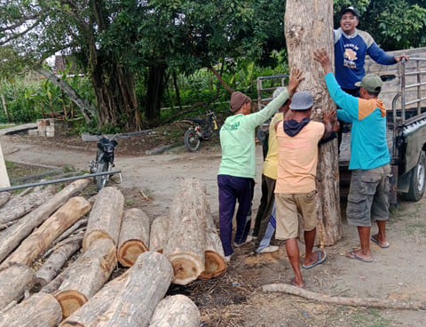Belasan batang kayu yang berhasil diamankan Perhutani Jatirogo dari upaya pencurian