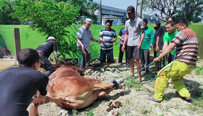 Kurban NU Gresik Tembus Rp79,32 Miliar saat Idul Adha 1443 H