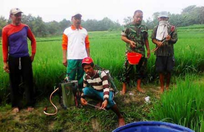 Dinilai Merugikan, Anggota TNI Bantu Berantas Wereng di Parengan