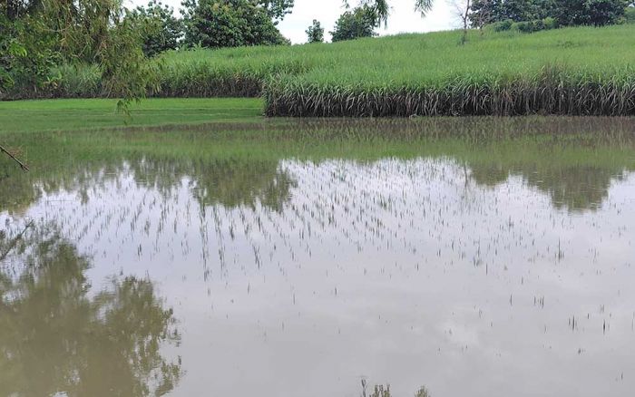 Ratusan Hektare Sawah di Ngawi yang Terendam Banjir Tidak Tercover Asuransi, ini Penyebabnya