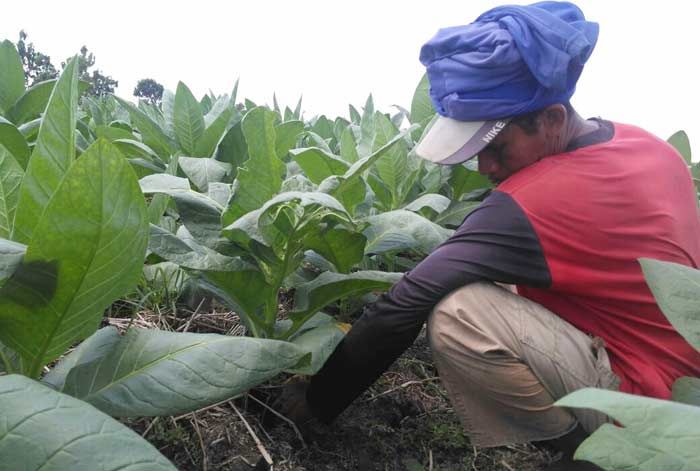 Lahan Tanam Menurun, Harga Tembakau di Tuban Melonjak