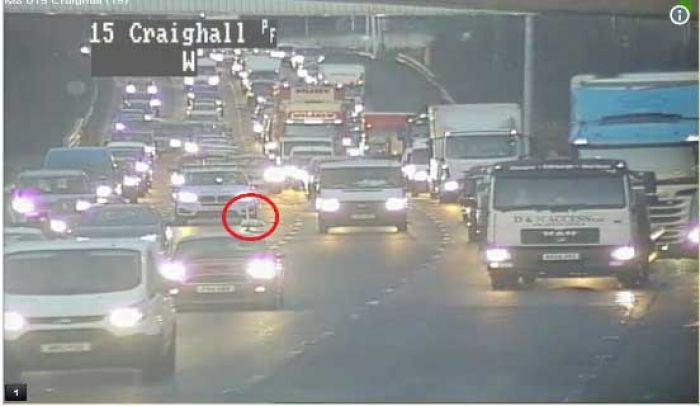 Angsa Kongkow-kongkow di Jalan Tol, Bikin Polantas Pusing Atur Lalin