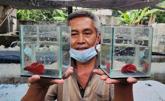 Yuk... ke Perkampungan Ikan Cupang Kediri, Abdul Mutholib Sukses Berawal dari Ikan Hias