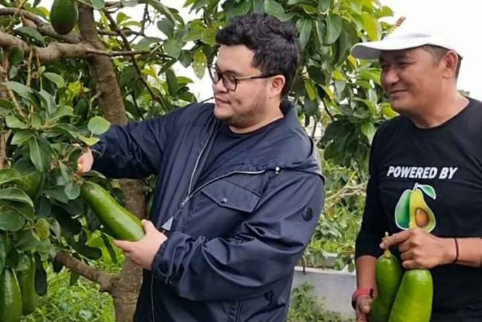 Bupati Kediri Kembangkan Alpukat Kelud Jadi Salah Satu Komoditas Unggulan