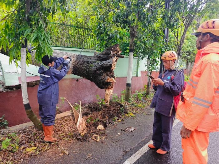 Maraknya Pohon Tumbang di Kota Batu Jadi Atensi Serius DPRD Setempat