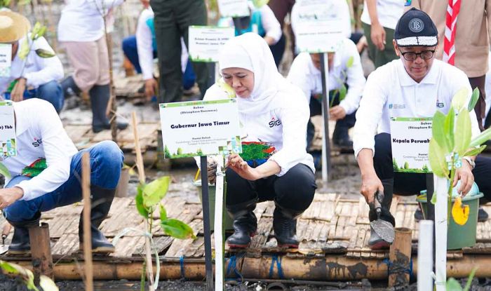 Khofifah Dorong Rehabilitasi Mangrove Jadi Strategi Ekonomi Biru Berkelanjutan