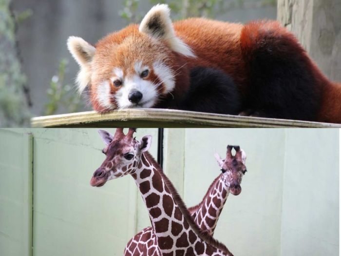 Kerja Sama International Breeding Program, JTP 2 Kenalkan Satwa Baru: Red Panda dan Jerapah