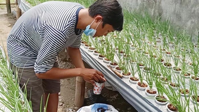 Berkah WFH, Pegawai Bank di Kediri Sukses Bertani Bawang Merah Secara Hidroponik