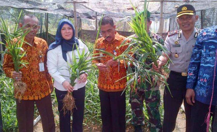 Tak Pernah Disambangi, Program Budi Daya Jahe Merah di Gresik Tak Terurus