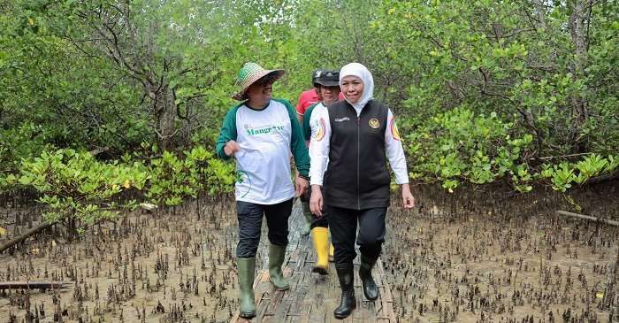 ​Hari Mangrove, Khofifah Ingatkan Lagi Pentingnya Ekosistem Mangrove bagi Kesejahteraan Masyarakat