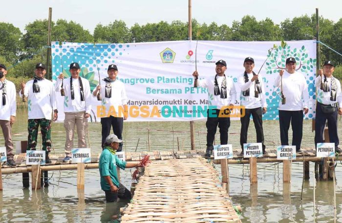 Pemkab Gresik Bersama Petronas dan SKK Migas Tanam 10.000 Mangrove di Manyar