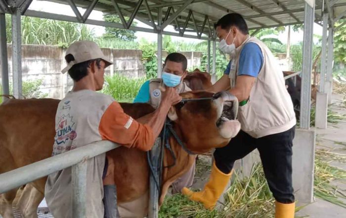 Gencar Lakukan Vaksinasi, Perkembangan PMK di Kota Kediri Alami Tren Positif