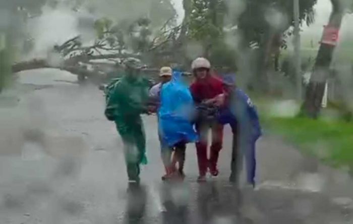 Dua Hari, Dua Pohon Tumbang, Masyarakat Tuban Diminta Waspada